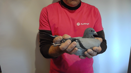 Pigeon image