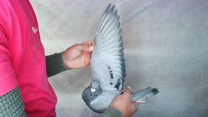 Pigeon image