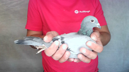 Pigeon image
