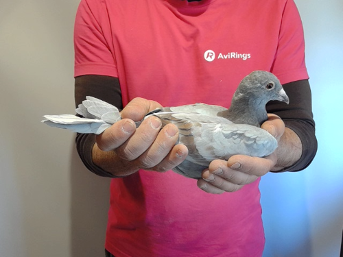 Pigeon image