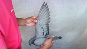 Pigeon image