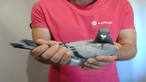 Pigeon image