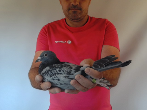 Pigeon image