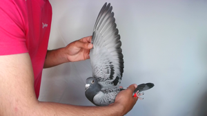 Pigeon image