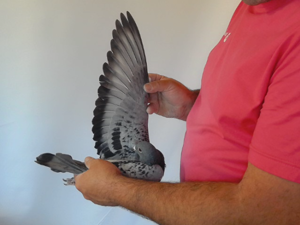 Pigeon image