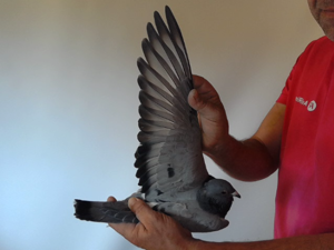 Pigeon image