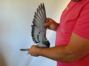 Pigeon image