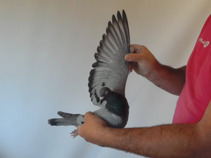 Pigeon image