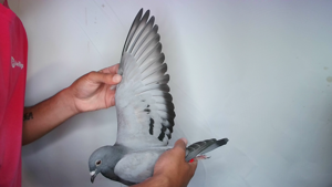 Pigeon image