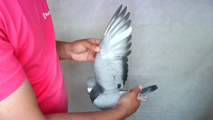 Pigeon image