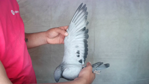 Pigeon image