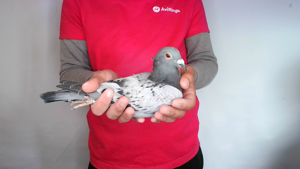Pigeon image