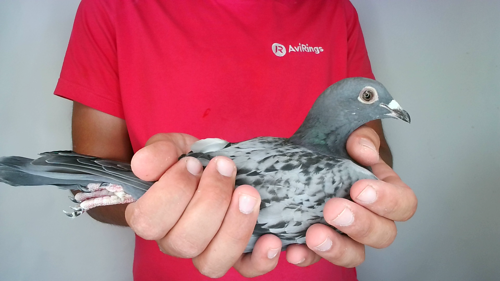 Pigeon image