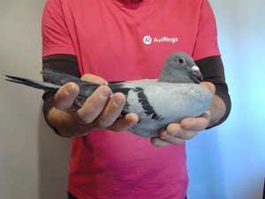 Pigeon image