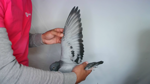 Pigeon image