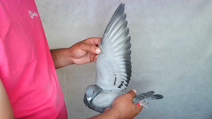 Pigeon image