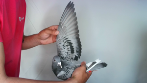 Pigeon image