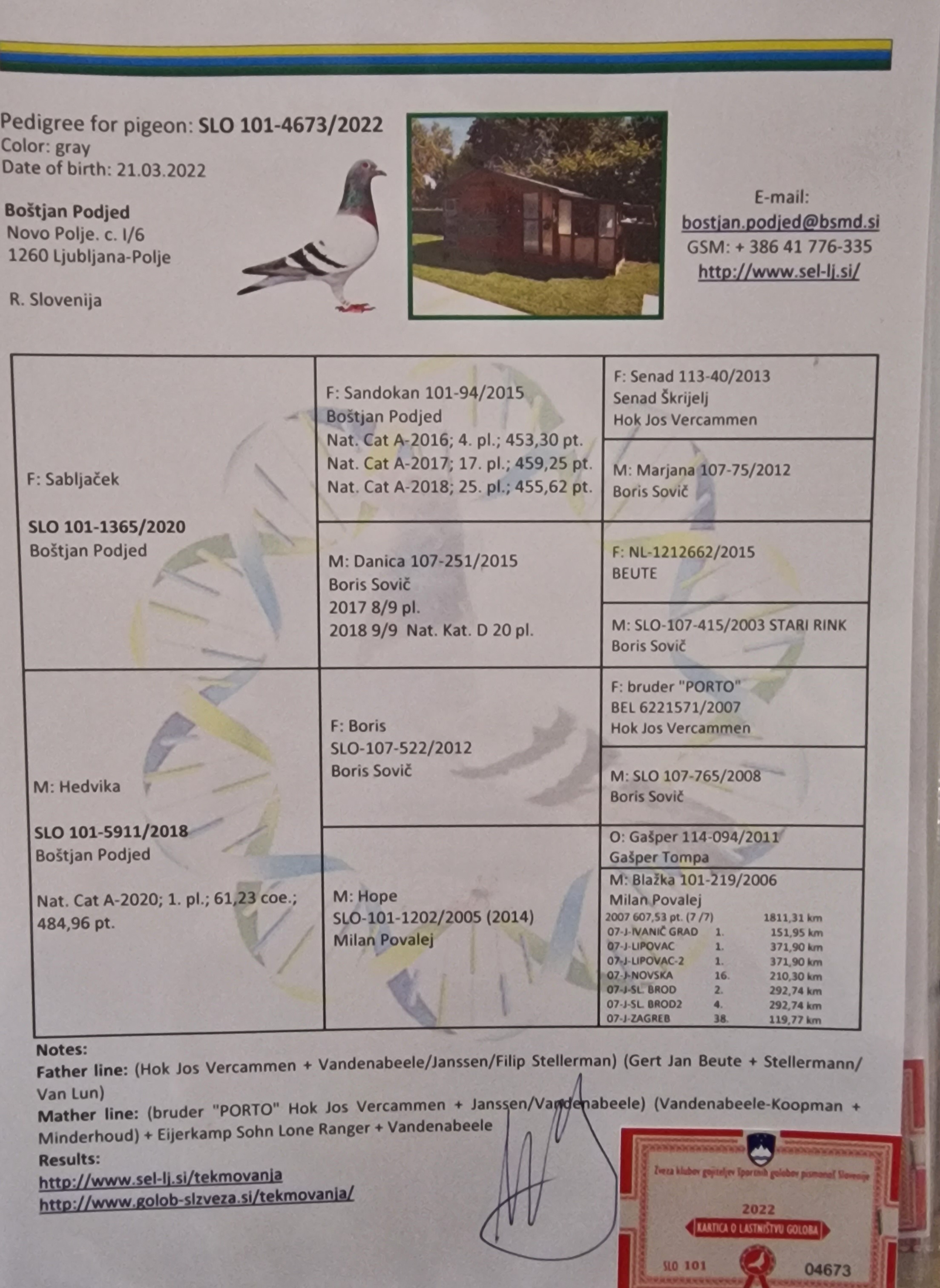 Pigeon pedigree image