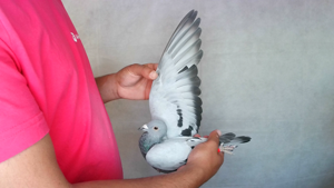 Pigeon image