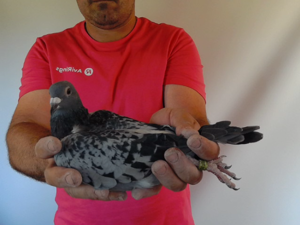 Pigeon image