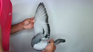 Pigeon image