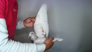 Pigeon image