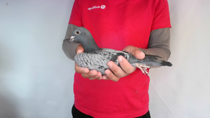 Pigeon image