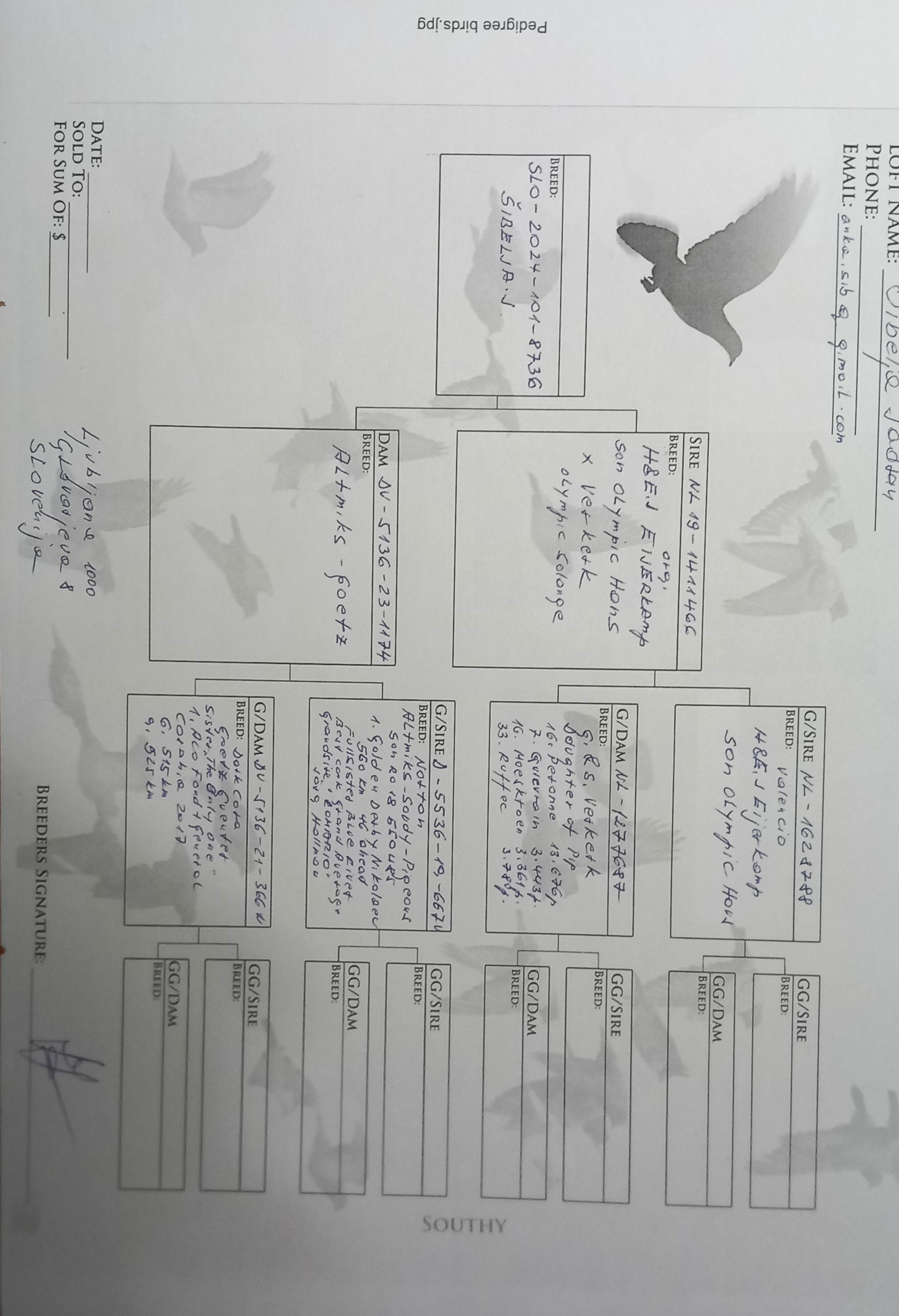 Pigeon pedigree image