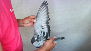 Pigeon image