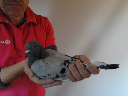 Pigeon image