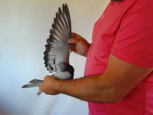 Pigeon image