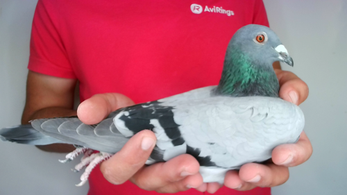 Pigeon image