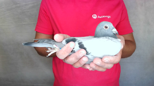Pigeon image