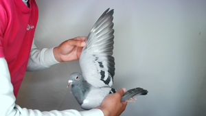 Pigeon image