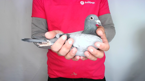 Pigeon image
