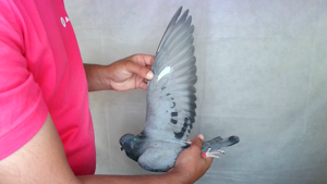 Pigeon image