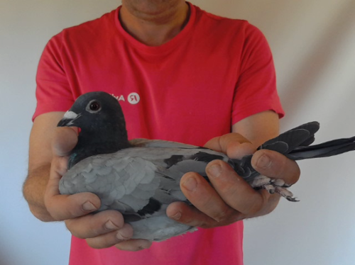 Pigeon image