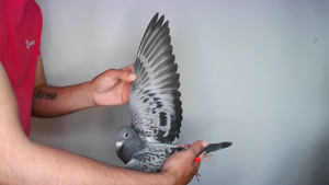 Pigeon image