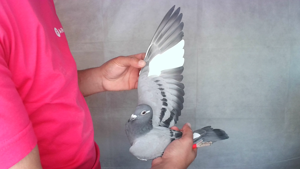 Pigeon image
