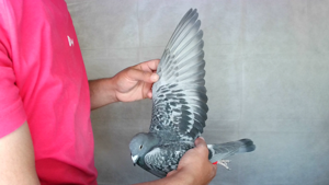 Pigeon image