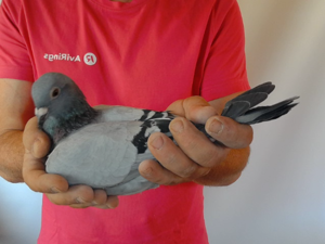 Pigeon image
