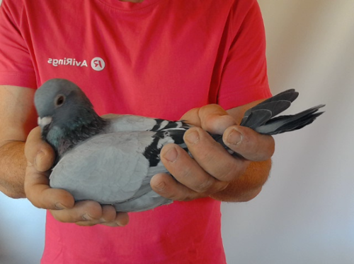 Pigeon image