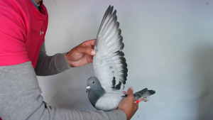Pigeon image