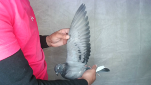 Pigeon image