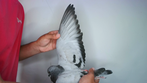 Pigeon image