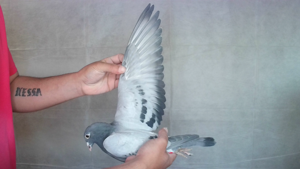 Pigeon image
