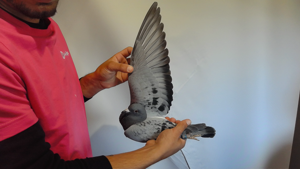 Pigeon image