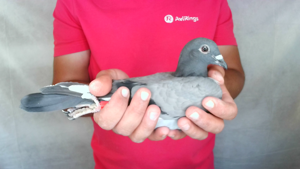 Pigeon image