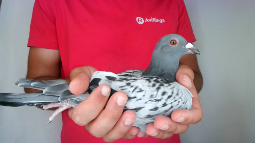 Pigeon image