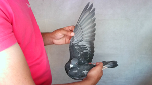 Pigeon image